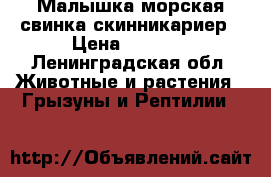 Малышка морская свинка скинникариер › Цена ­ 2 000 - Ленинградская обл. Животные и растения » Грызуны и Рептилии   